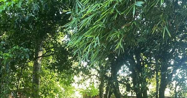 La Nación / En Itacurubí de la Cordillera realizarán retiro vivencial experiencial en medio de la naturaleza