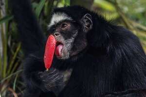 Los animales del zoológico de Río de Janeiro reciben helados en un día con calor récord - Mundo - ABC Color