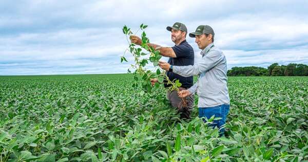 La Nación / Optimismo por zafriña: soja y maíz apuntan a altos rindes y más volumen