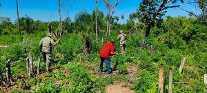 Golpe al narcotráfico: destruyen unas 12 toneladas de marihuana en Yby Yaú - Concepción al Día