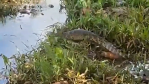 Yacaré genera temor entre vecinos del barrio San Carlos de Concepción