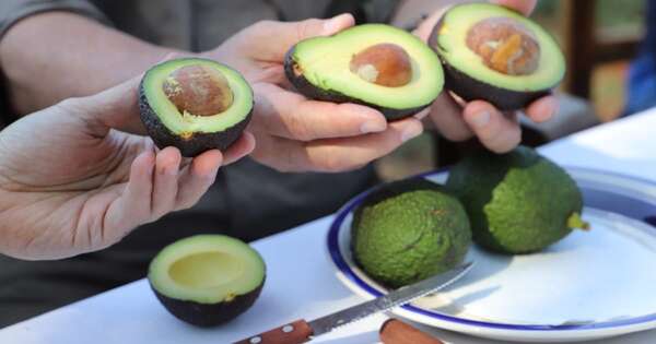 La Nación / El aguacate puede ganar terreno como alternativa agrícola rentable en Paraguay