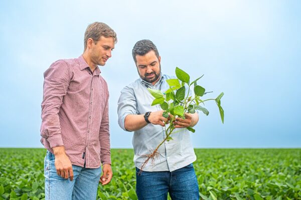 Soja zafriña podría alcanzar 1,6 millones de toneladas; maíz proyecta 6,5 millones