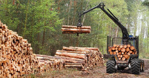 El sector forestal cerró el 2025 con ingresos por US$ 101,3 millones y 197.118 toneladas exportadas