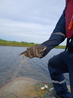 Retiran 500 metros de redes ilegales en la bahía de Asunción