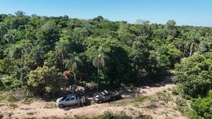 Eliminan 12 toneladas de marihuana en Yby Yaú