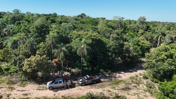 Eliminan 12 toneladas de marihuana en Yby Yaú