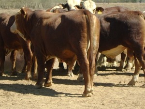 AFD habilita línea de crédito destinada a productores ganaderos