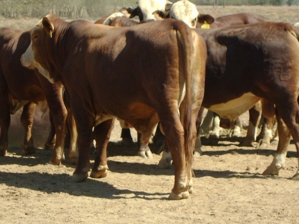 AFD habilita línea de crédito destinada a productores ganaderos