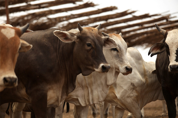 AFD lanza créditos para aumentar el hato ganadero