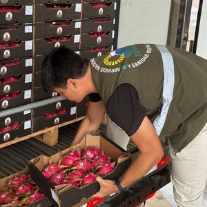 Popular / Ojejapoma la primera exportación de pitahaya 100% paraguayo