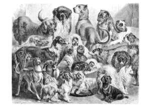 Perros modernos, ideas antiguas: cómo la era victoriana moldeó las razas caninas - Mascotas - ABC Color