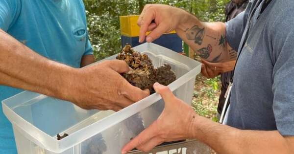 La Nación / Itaipú concreta primera cosecha de miel en refugio de Mbaracayú