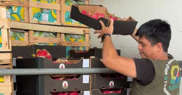 La Nación / Se concretó la primera exportación de pitahaya al mercado uruguayo