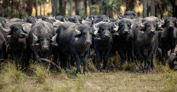 La Nación / Cria de búfalos gana terreno en Paraguay con genética y nuevas inversiones