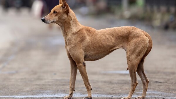 La furia contra los perros callejeros se extiende al sur de India con 110 animales muertos