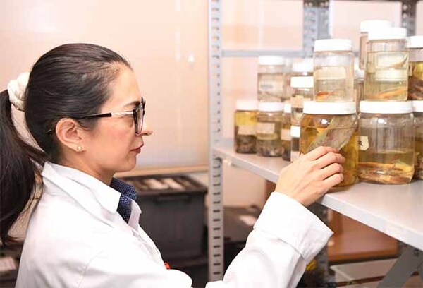 Colección Ictiológica de Tekotopa resguarda más de 6.000 ejemplares de peces de la zona de influencia de Itaipú | DIARIO PRIMERA PLANA