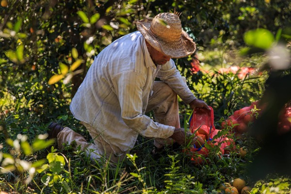 “Empleo circular” el plan para generar oportunidades laborales para agricultores en el exterior - La Tribuna