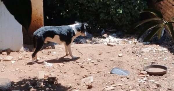 Diario HOY | Animales quedaron abandonados tras muerte de propietarios de una vivienda