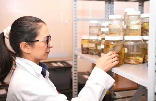 Más de 6 mil ejemplares de peces, en resguardo en la Colección Ictiológica de Itaipú - ADN Digital