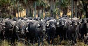 La Nación / Cría de búfalos gana terreno en el Paraguay