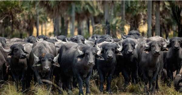 La Nación / Cría de búfalos gana terreno en el Paraguay