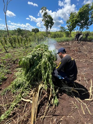 Policía destruye 3 hectáreas de marihuana en Caazapá
