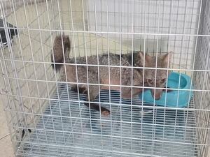 Bomberos rescatan un aguara’i lesionado en Ypané - Nacionales - ABC Color