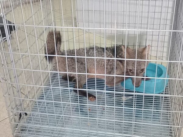 Bomberos rescatan un aguara’i lesionado en Ypané - Nacionales - ABC Color