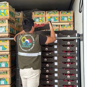 Paraguay concreta primera exportación de pitahaya a Uruguay