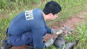 Aguara'i es rescatado por bomberos con una pata fracturada en Guarambaré