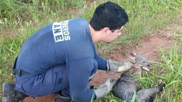 Aguara'i es rescatado por bomberos con una pata fracturada en Guarambaré