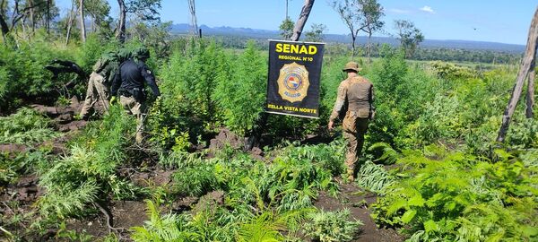 Destruyen cerca de 15 mil kilos de marihuana en Bella Vista Norte - Concepción al Día