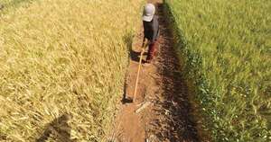 La Nación / Leve repunte del trigo y la canola marca la última campaña agrícola