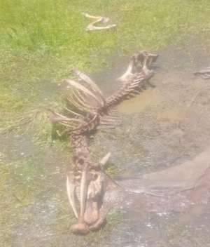 Abigeato sin freno en Concepción: dos nuevos casos profundizan la preocupación de productores - Concepción al Día