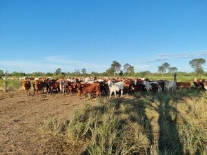 Banca pública destina US$ 5 millones para aumentar el hato ganadero en Paraguay