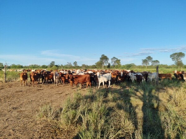 Banca pública destina US$ 5 millones para aumentar el hato ganadero en Paraguay