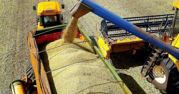 La Nación / Buena zafra, pero menos ingresos: producción de soja cerró en 10 millones de toneladas