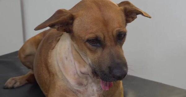 Los que cuidan a "Canela" sacaron comunicado para la gente que quiere todo pya'e pya'e