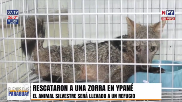 Rescatan a una zorra silvestre: Deambulaba herida por las calles de Ypané