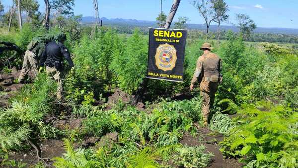 Agentes antidrogas destruyen cultivo de marihuana en comunidad indígena de Amambay