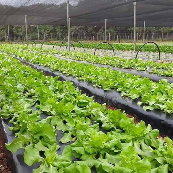 Proveedores de Hambre Cero buscan que Alto Paraguay produzca sus propios alimentos