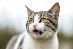 Cerraron una carnicería: ¡hacían morcillas y chorizos con carne de gato!