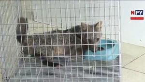 Bomberos rescataron a una zorra en Ypané