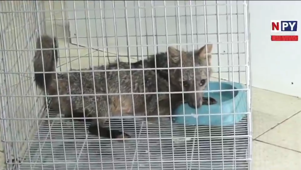 Bomberos rescataron a una zorra en Ypané