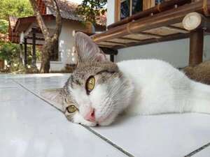 Cinco enfermedades que tu gato podría estar ocultando sin que lo notes - Mascotas - ABC Color