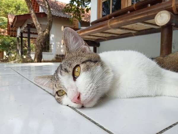 Cinco enfermedades que tu gato podría estar ocultando sin que lo notes - Mascotas - ABC Color