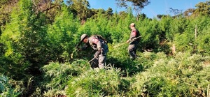 Erradican seis hectáreas de marihuana en Amambay durante operativo conjunto - Concepción al Día