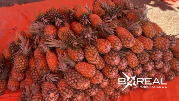 Ante abundante cosecha de piña, productores de Concepción impulsan feria   | Unicanal