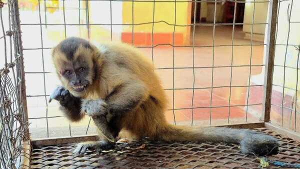 Rescatan un mono capuchino que se había refugiado en un depósito comercial